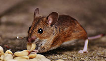 24 Hour & Emergency Exterminators in Main Avenue Station, NJ